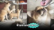 เป็นสุนัขที่ดีต้องอดทน ห้ามขโมยอาหาร !