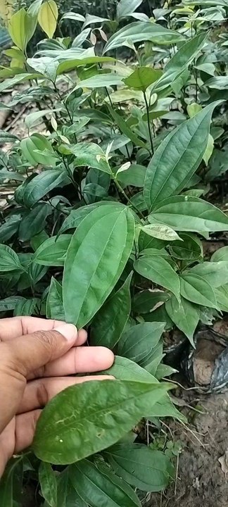 Cinnamon ( Dalchini plants