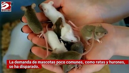 La demanda de hurones y ratas como mascotas incrementó en los últimos meses