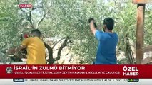 İşgalciler Filistinlilerin zeytinine de göz dikti