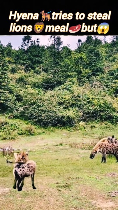 Hungry lion hyena | lion vs hyena | lion attack | #viral #trending #animals