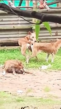 Mating of Dogs#Mating#Animals mating#animal's growing process