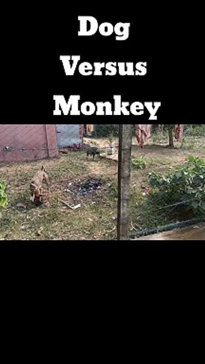 Monkey and Dog Fighting#viral#ytshorts#funny