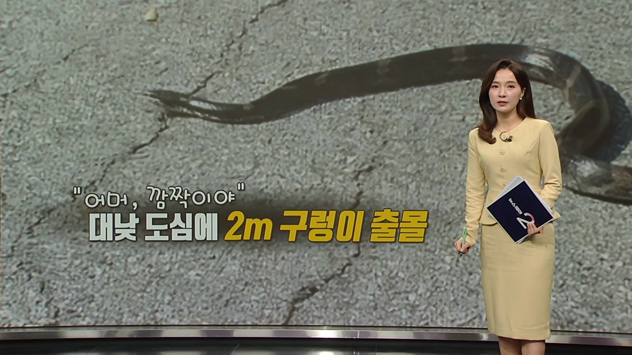 "어머, 깜짝이야", 대낮 도심에 2m 구렁이 출몰 [앵커리포트] / YTN