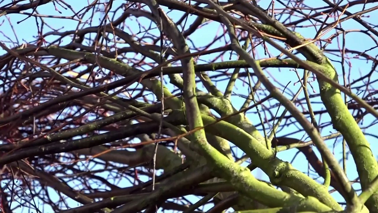 56-VANNES-Replantation d'arbres sur la promenade publique