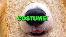 DOG BREAD COSTUME! #pets #doglover #dogs