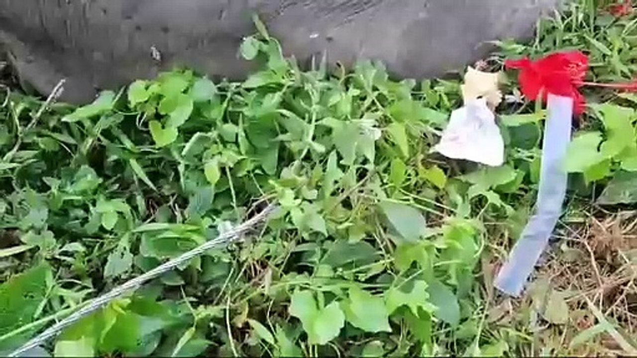 NUMALIGARH ELEPHANT DEATH