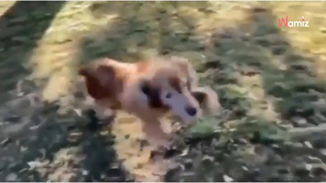 Ce toutou âgé devient aveugle mais il reconnait toujours son maître grâce à son pouvoir extraordinaire (vidéo)