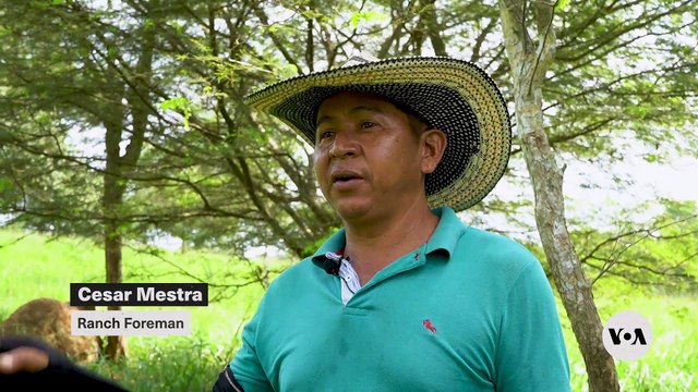 Can This Colombian Farm Save the Planet? Discover Sustainable Cattle Ranching!