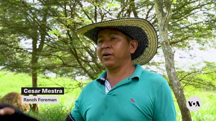 Can This Colombian Farm Save the Planet?  Discover Sustainable Cattle Ranching!