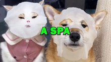 DOG AND CAT SPA DAY! #pets #doglover #cat #dogs