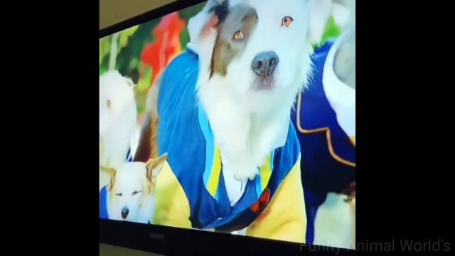 funny animal videos - cat and dog videos try not to laugh - 2022