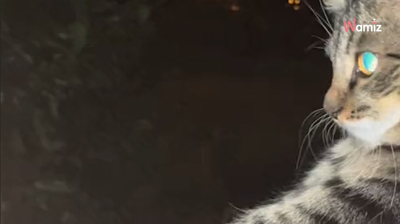 Video. Per impedire al suo gatto di scappare, gli mostra qualcosa che lo dissuada. Chissà se funzionerà?