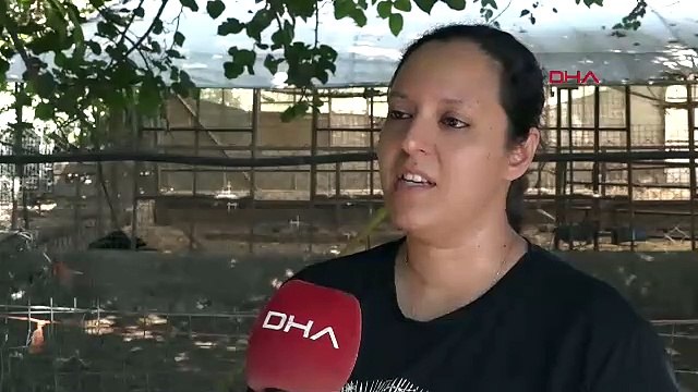 İş bulamayınca kurduğu manda çiftliğinin patronu oldu