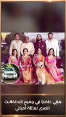 يمتلك تويوتا ومرسيدس.. حكاية كلب أنانت أمباني المدلل