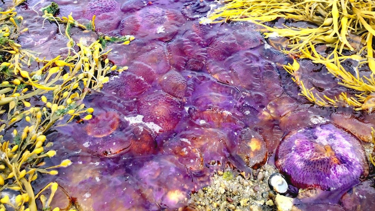 Hunderttausende von seltenen violetten Quallen an britischem Strand angespült