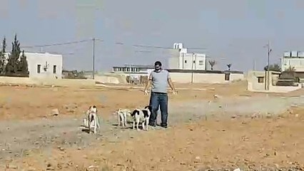 Me looking for stray dogs to show them love