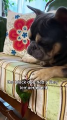 The dog afraid of losing a friend