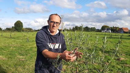 serqueux-la-premiere-huile-dolive-du-pays-de-bray