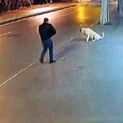 Sokak köpeği ölümden döndü! Köpeğe silah çekti, tutukluk yaptı
