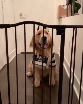 Dog Get Put Into Cosplay Jail For Stealing Hamburger And Fries