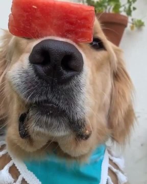 Dog Balances Piece of Watermelon on His Nose Before Eating it