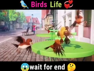Birds life--_animated movie explained in hindi__shorts _explained(720P_HD)