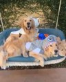 Dogs Cutely Swing by Themselves on Swing