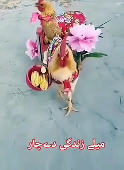 Rana ifti