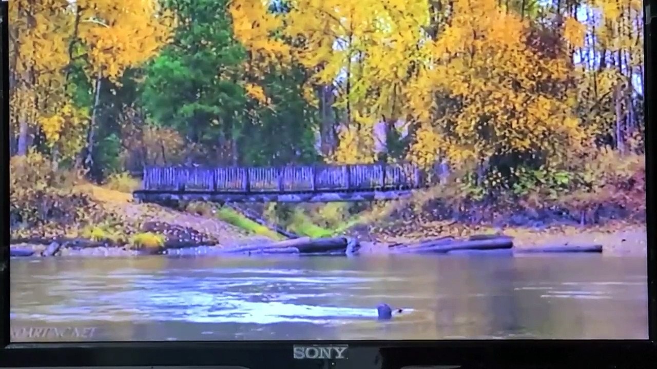 Afghanistan: TV-Sender zeigt keine Bilder von Lebewesen mehr