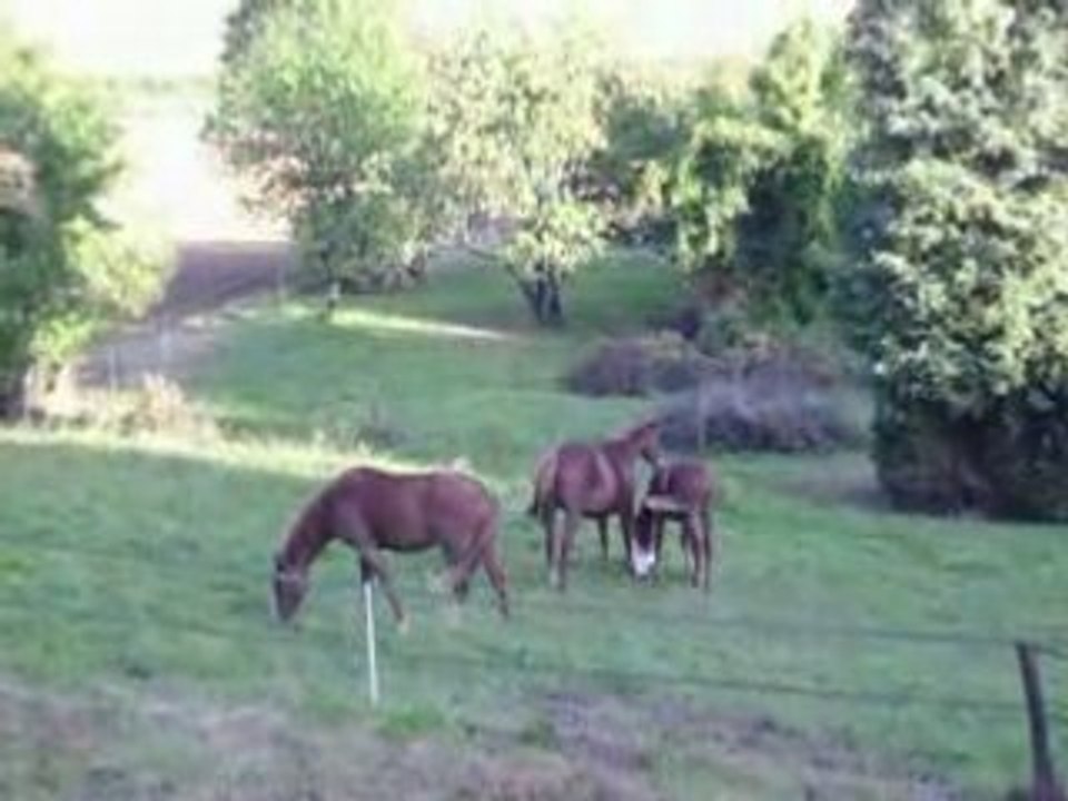 Chevaux 3