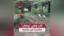 كلب وفي "يرفض" مغادرة قبر صاحبه