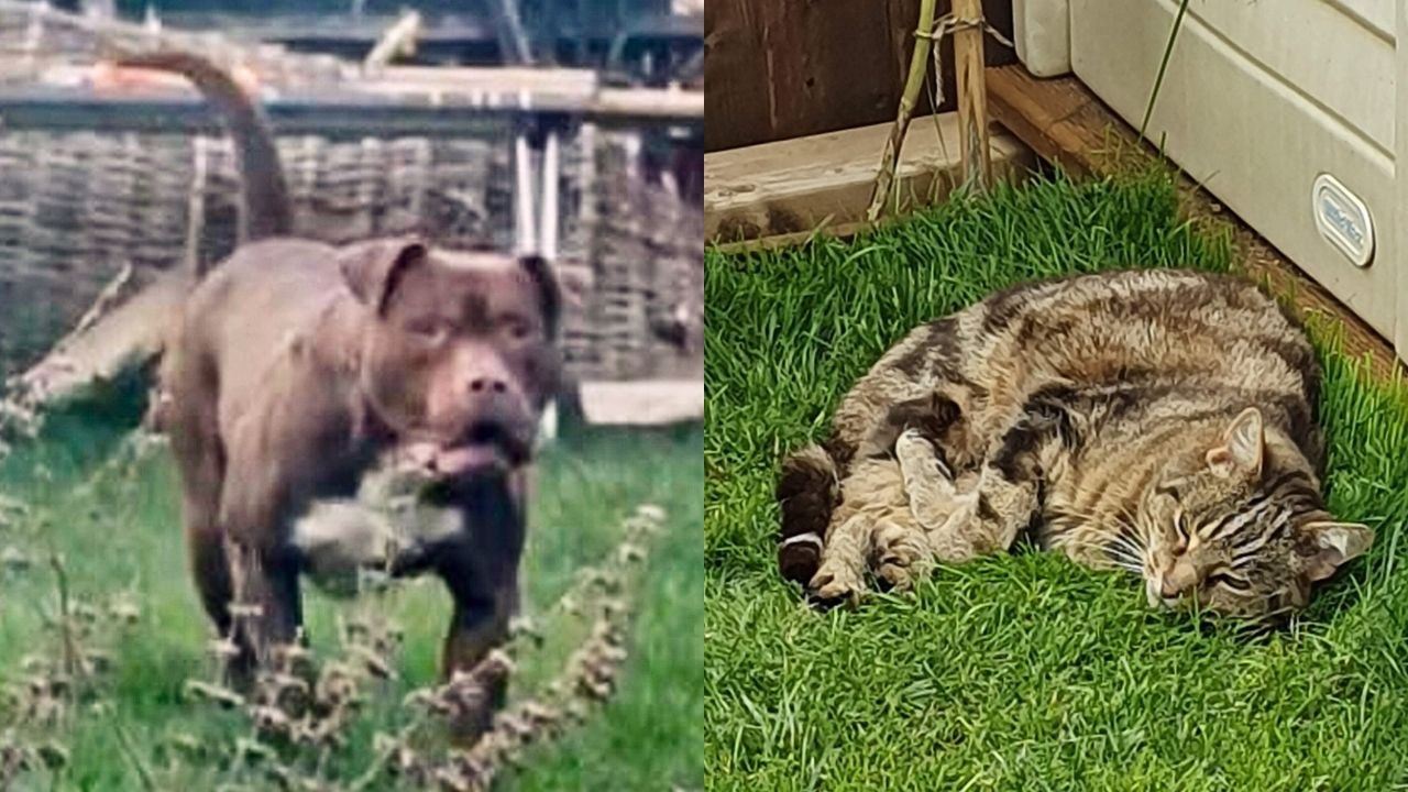 "An XL Bully broke into my garden and killed our cat" video Dailymotion
