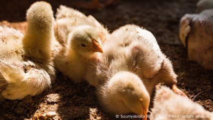 Zambian ecopreneur builds incubators from waste material