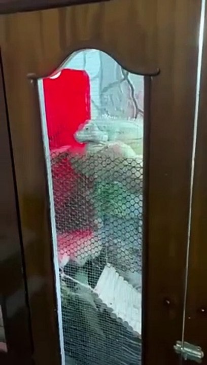 Polícia Civil faz operação no Rio contra ‘feira’ de animais em grupo de Whatsapp