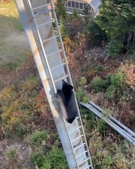 Bear Climbs up Ski Lift Tower