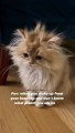 Cute cat wakes up from her nap, still in dreams | Pet Lover Stories