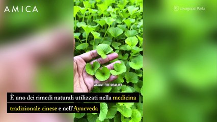 La centella asiatica è capace (anche) di stimolare la sintesi di collagene