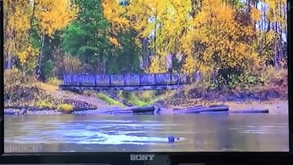 Dos canales de televisión de Afganistán dejan de difundir imágenes de seres vivos