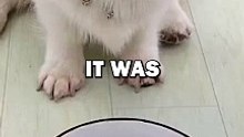 DOG LOVES MOM! #pets #doglover #funny #dogowner #cute #dogs