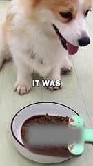 DOG LOVES MOM! #pets #doglover #funny #dogowner #cute #dogs