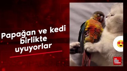 Kedi ve papağan dostluğu