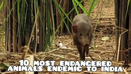 10 most endangered animals found in india