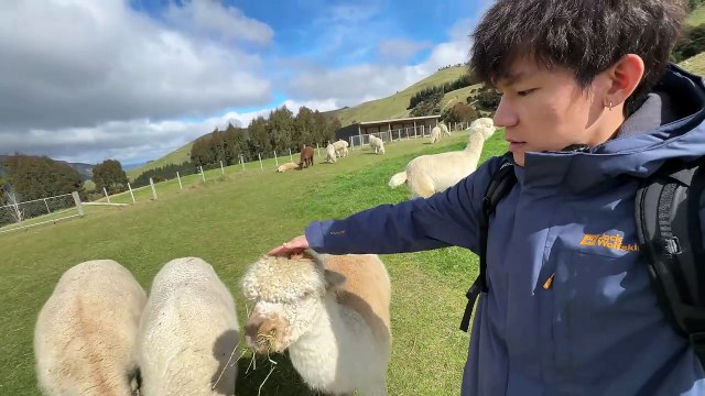 Video of early human domestication of animals