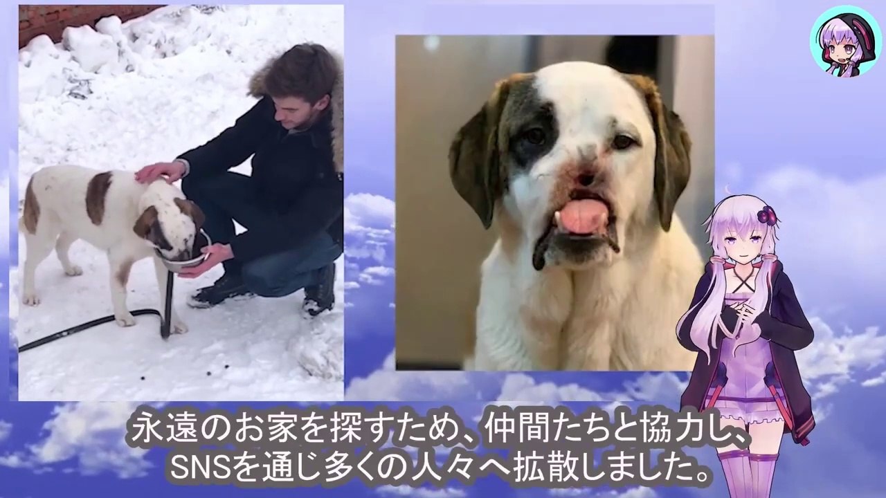 恐ろしい病に侵された犬は治療も受けらないまま見知らぬ土地に置き去りにされましたDogs with deadly diseases are left abandoned in strange lands without treatment