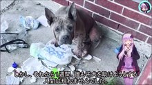 ガンを患い治療もされず、命を落とすことが分かっていながら飼い主に路上に捨てられた犬A dog suffering from cancer that was left untreated and whose owner knew it would die, but was abandoned on the street