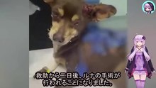 飼い主は全身に火傷を負い苦しむ犬に治療を施すことができませんでしたThe owner was unable to provide medical treatment for the dog, who was suffering from burns all over his body.