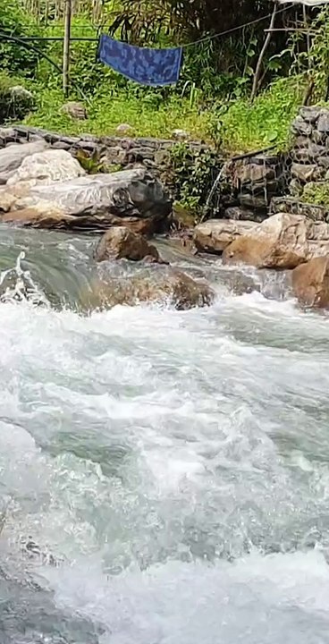 Cast Net Fishing in Nepal | Fishing Himalayan Trout in Nepal | Asala Fishing |