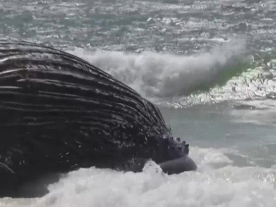 Toter Buckelwal in der Nähe von Kapstadt angespült