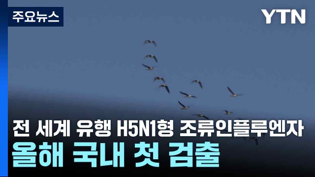 전 세계 유행 H5N1형 조류인플루엔자, 올해 국내 첫 검출 / YTN